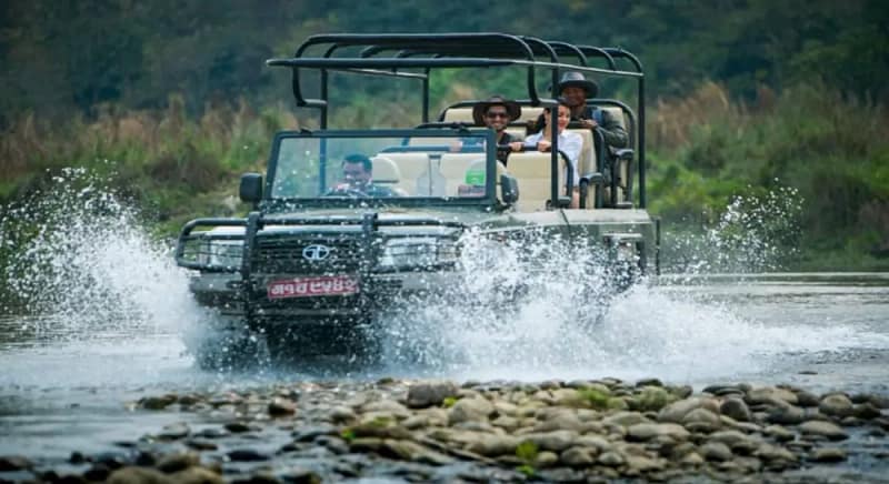 Jungle Safari